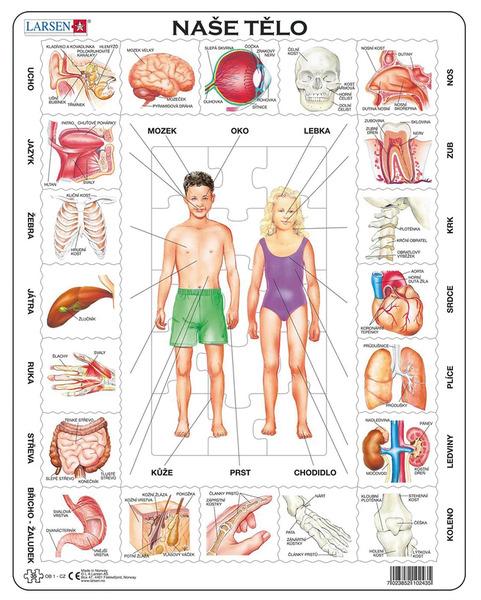 Puzzle Naše tělo